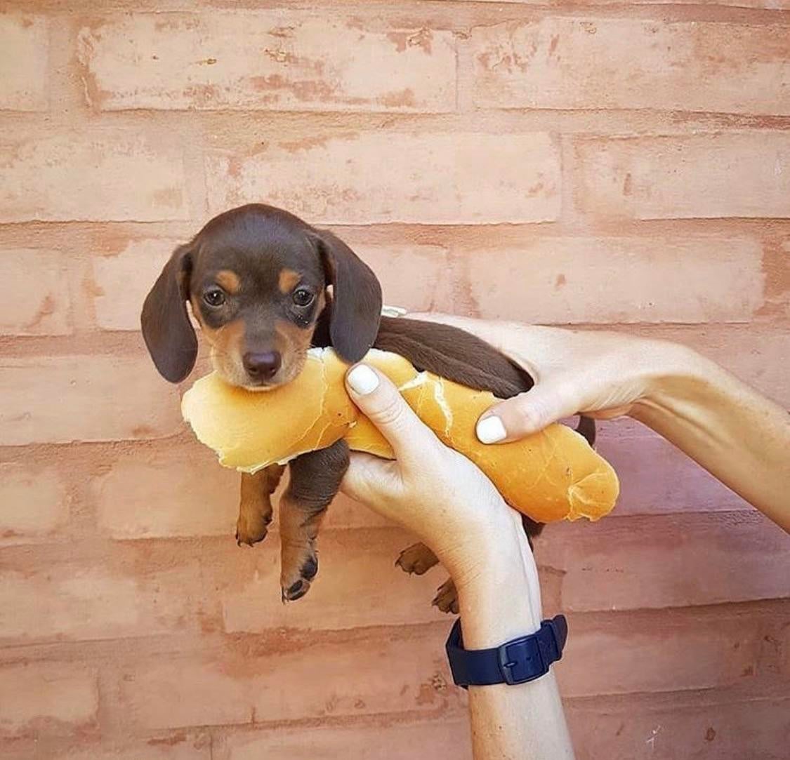 Detail Dachshund Puppy In Hotdog Bun Nomer 12