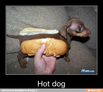 Detail Dachshund Puppy In Hotdog Bun Nomer 19