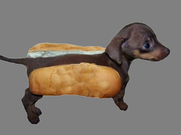 Detail Dachshund Puppy In Hotdog Bun Nomer 35