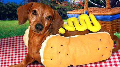 Detail Dachshund Puppy In Hotdog Bun Nomer 5