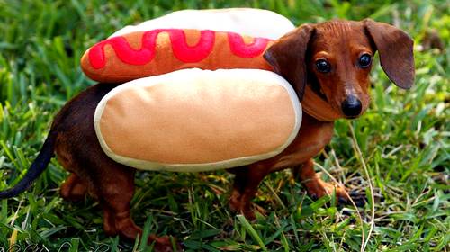 Detail Dachshund Puppy In Hotdog Bun Nomer 45