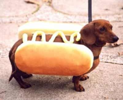 Detail Dachshund Puppy In Hotdog Bun Nomer 52