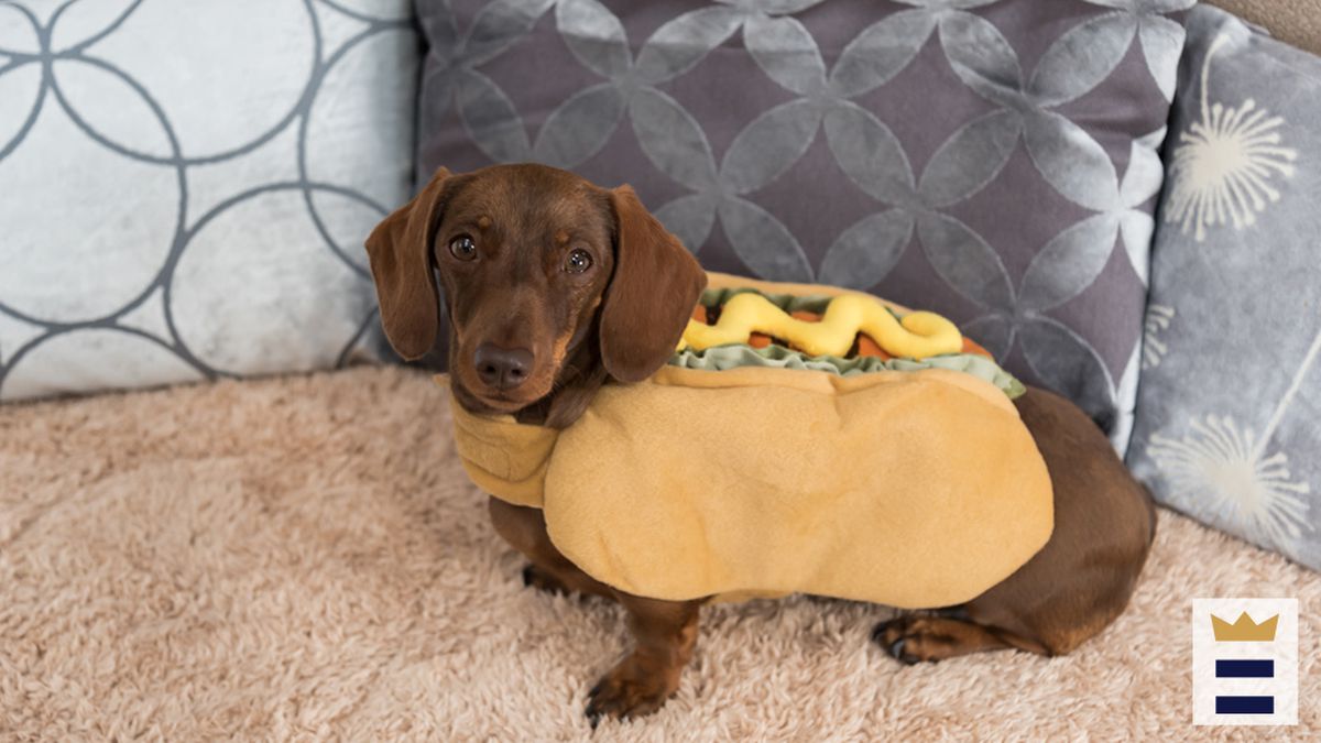 Detail Dachshund Puppy In Hotdog Bun Nomer 53