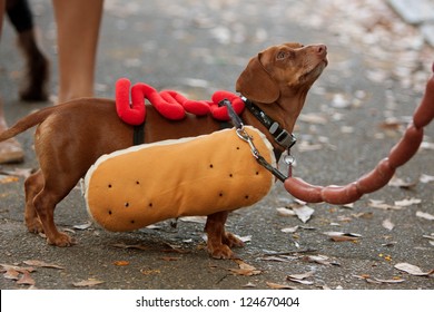 Detail Dachshund Puppy In Hotdog Bun Nomer 8