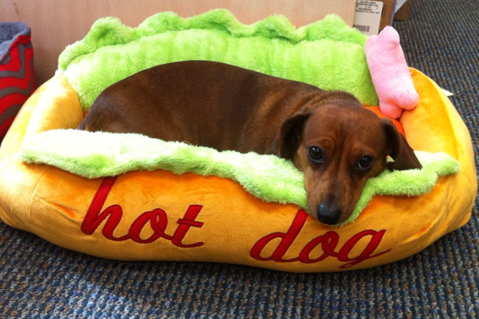 Detail Dachshund Puppy In Hotdog Bun Nomer 9