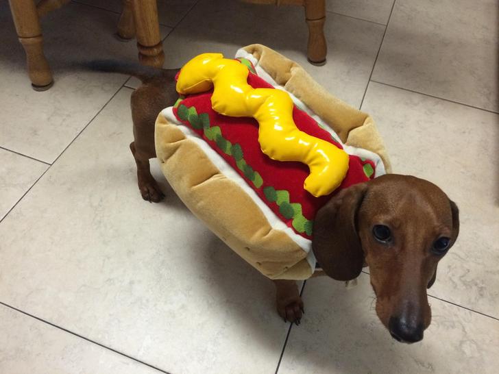 Detail Dachshund Puppy In Hotdog Bun Nomer 10