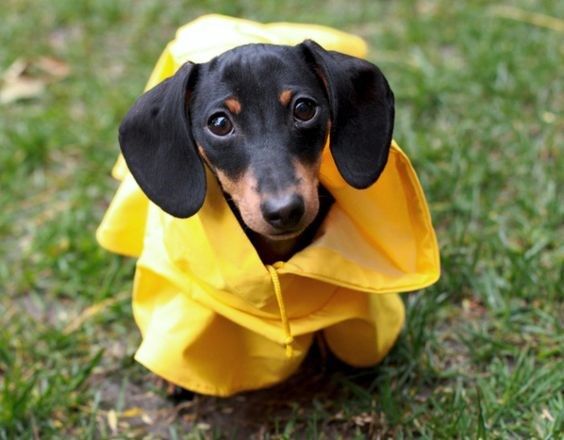 Detail Dachshund Rain Coat Nomer 9