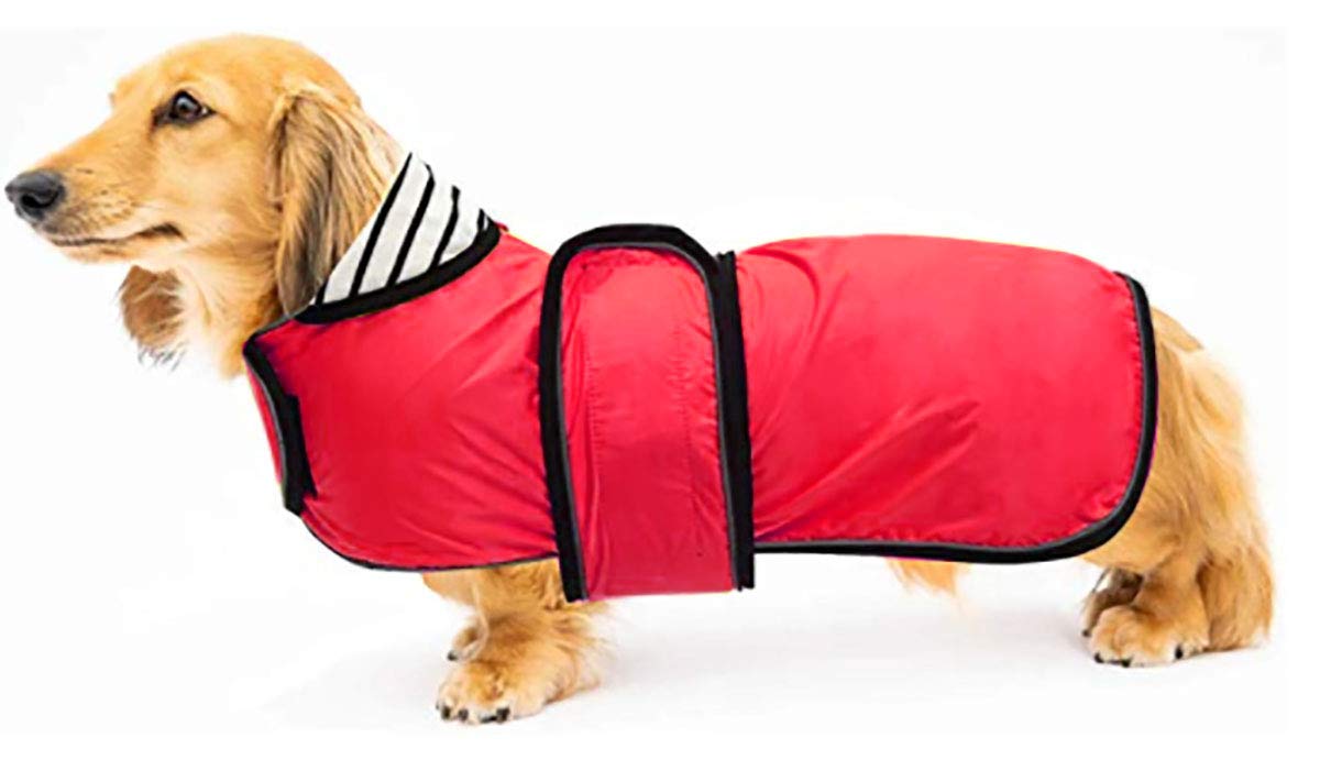 Detail Dachshund Raincoat Nomer 2