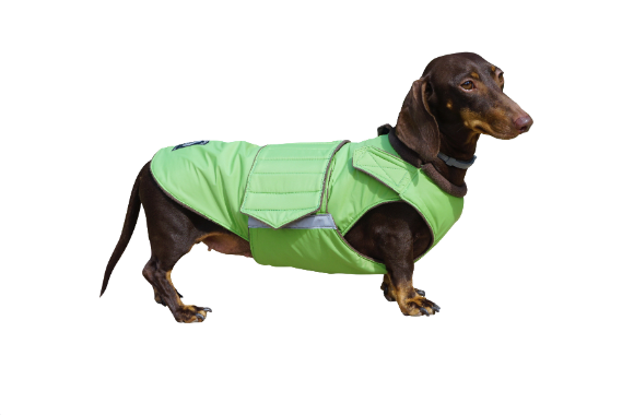 Detail Dachshund Raincoat Nomer 12