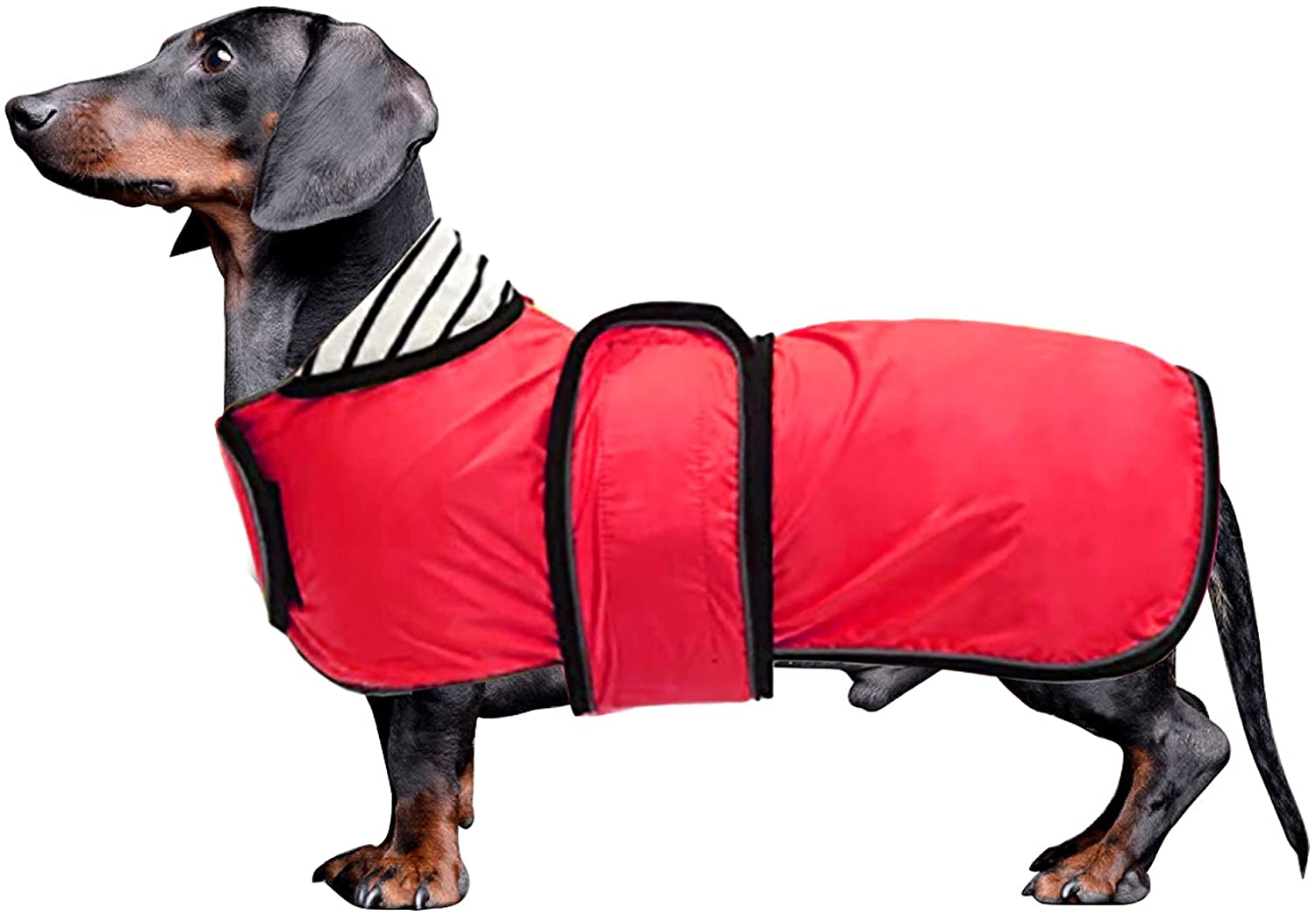 Detail Dachshund Raincoat Nomer 14