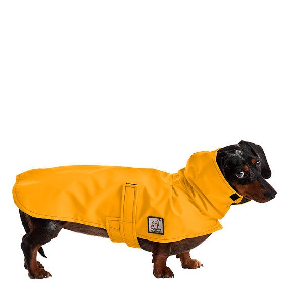 Detail Dachshund Raincoat Nomer 21