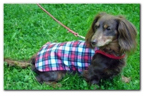 Detail Dachshund Raincoat Nomer 22