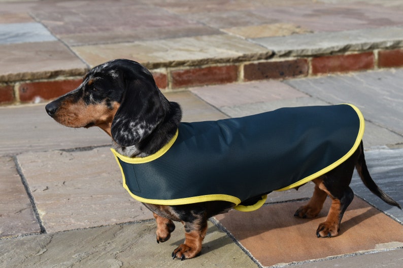 Detail Dachshund Raincoat Nomer 24