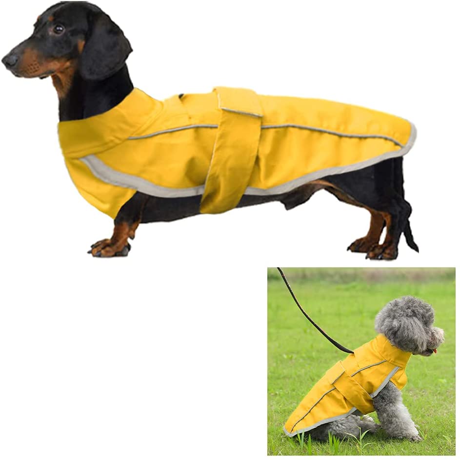 Detail Dachshund Raincoat Nomer 27