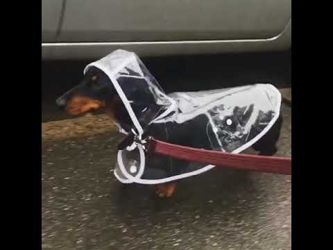 Detail Dachshund Raincoat Nomer 28