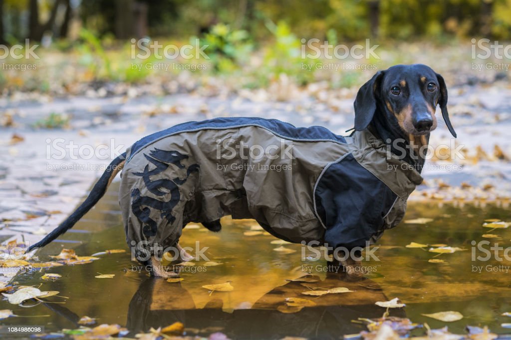 Detail Dachshund Raincoat Nomer 31