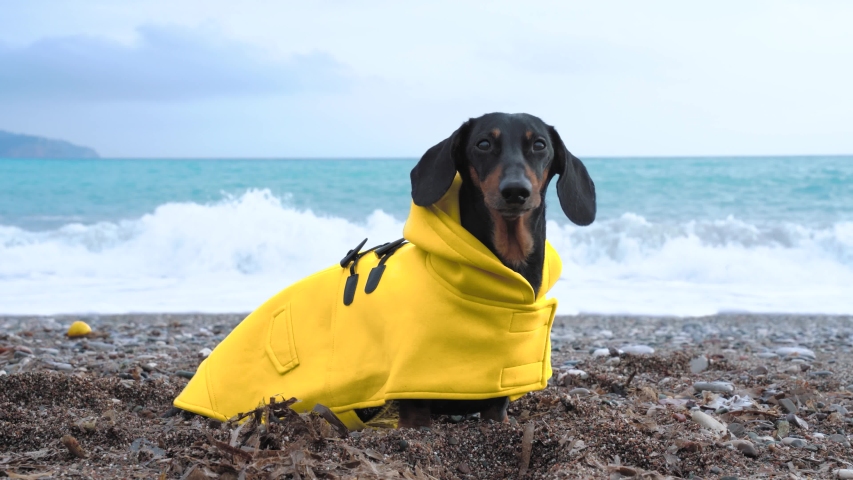 Detail Dachshund Raincoat Nomer 36