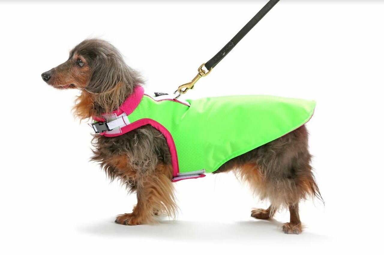 Detail Dachshund Raincoat Nomer 38