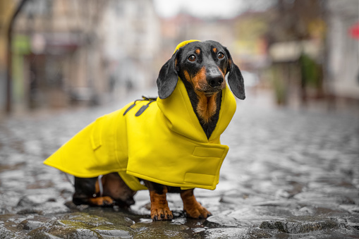 Detail Dachshund Raincoat Nomer 5