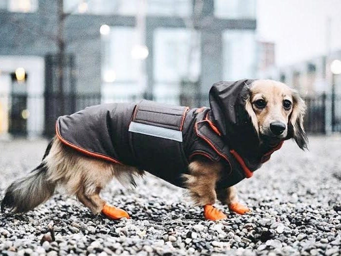 Detail Dachshund Raincoat Nomer 41