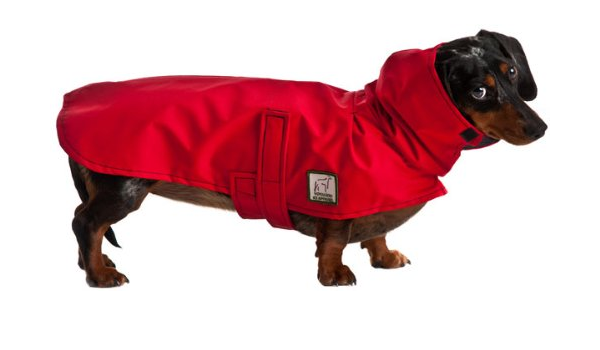 Detail Dachshund Raincoat Nomer 43