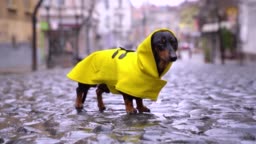 Detail Dachshund Raincoat Nomer 49