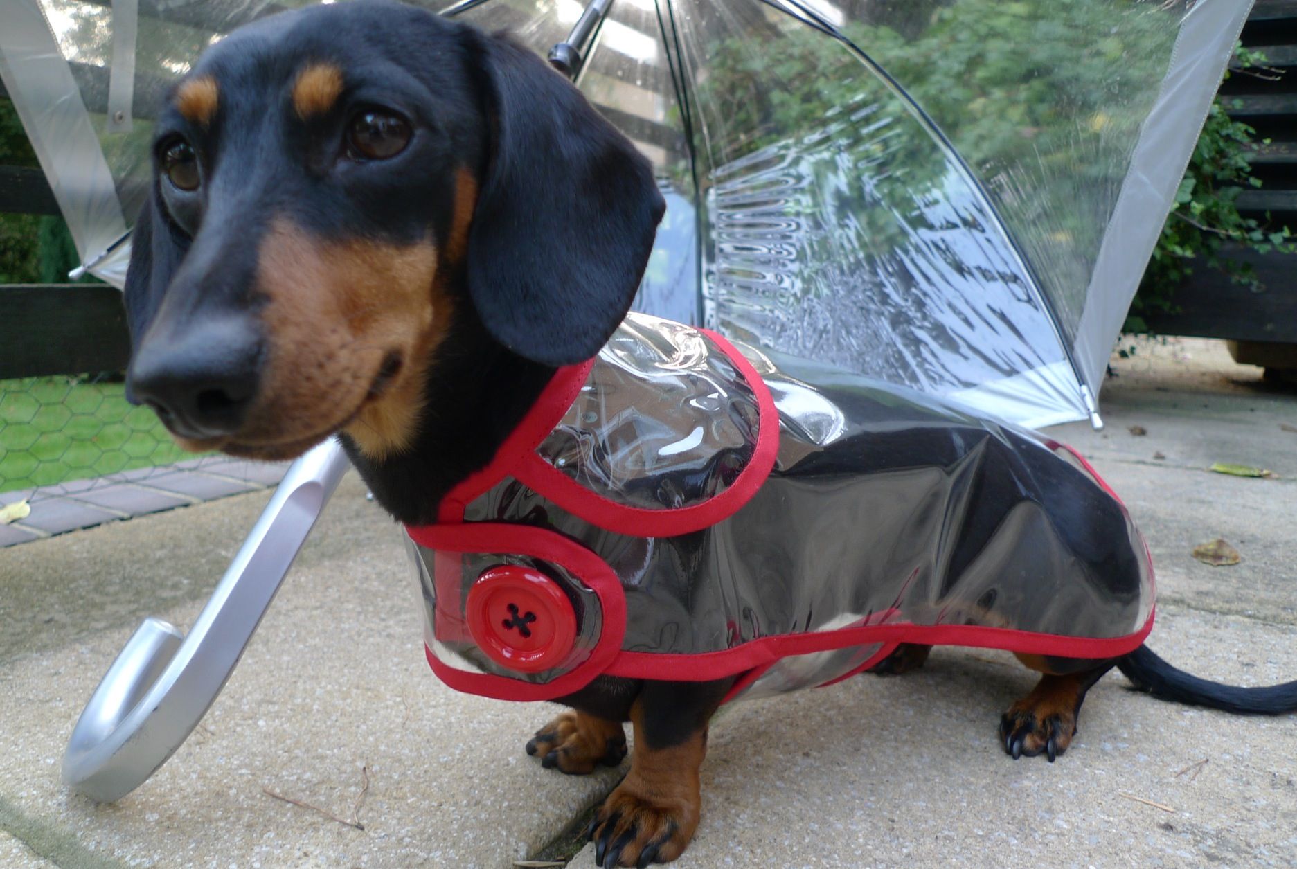 Detail Dachshund Raincoat Nomer 6