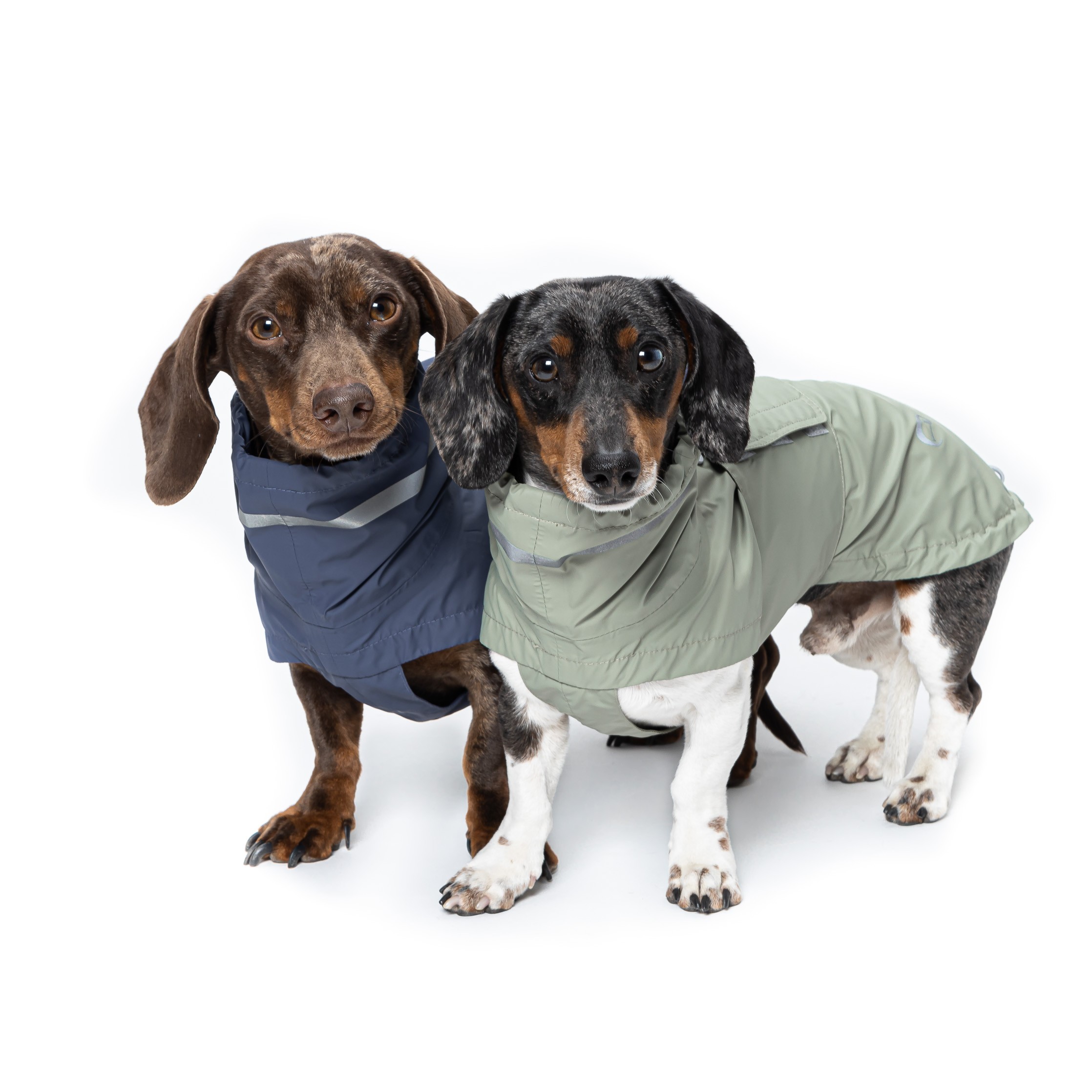 Detail Dachshund Raincoat Nomer 51