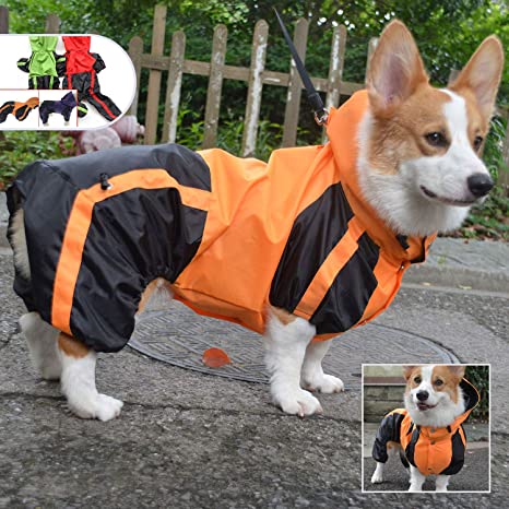 Detail Dachshund Raincoat Nomer 57