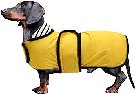 Detail Dachshund Raincoat Nomer 9