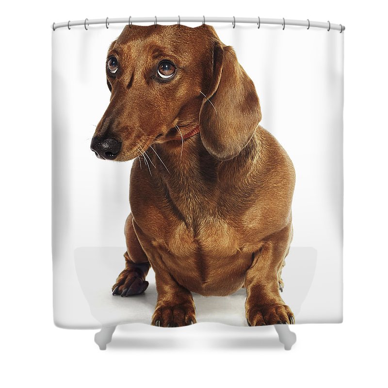 Detail Dachshund Shower Curtains Nomer 18