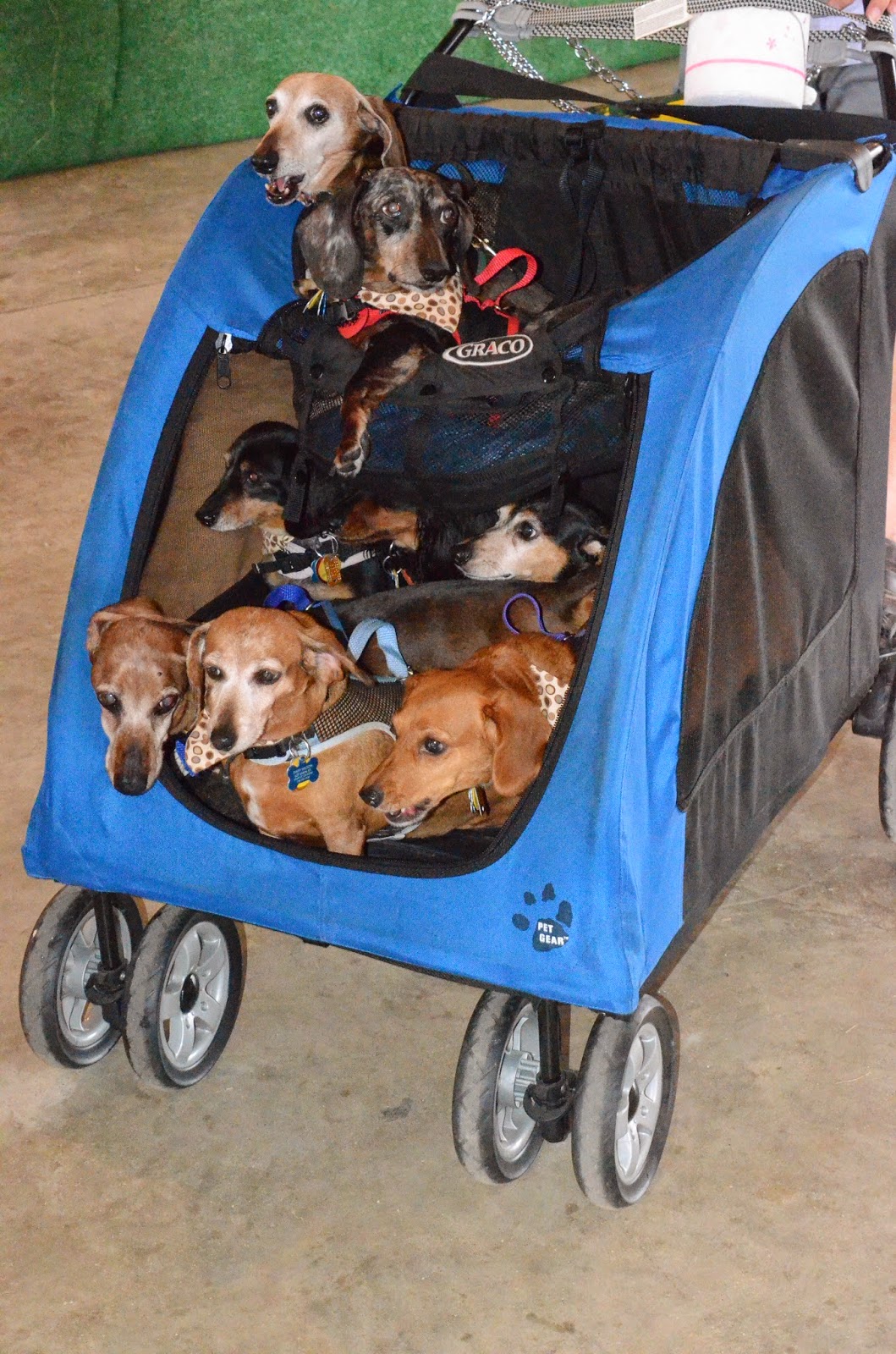 Detail Dachshund Strollers Nomer 2