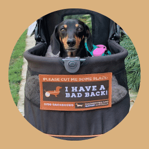 Detail Dachshund Strollers Nomer 30