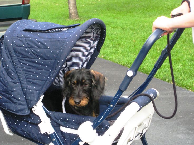 Detail Dachshund Strollers Nomer 7