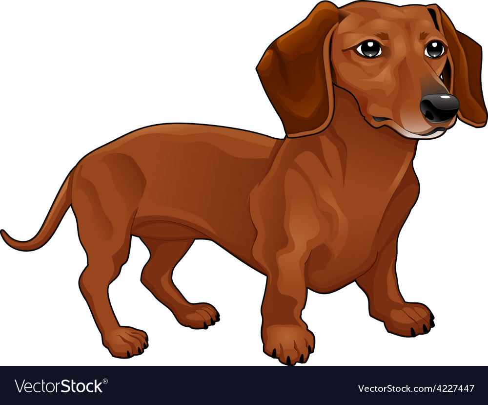 Dachshund Vector Image - KibrisPDR