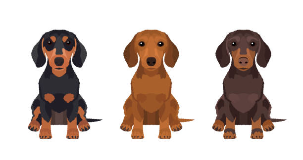 Detail Dachshund Vector Image Nomer 2