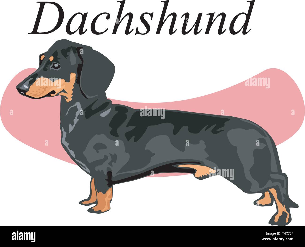 Detail Dachshund Vector Image Nomer 12