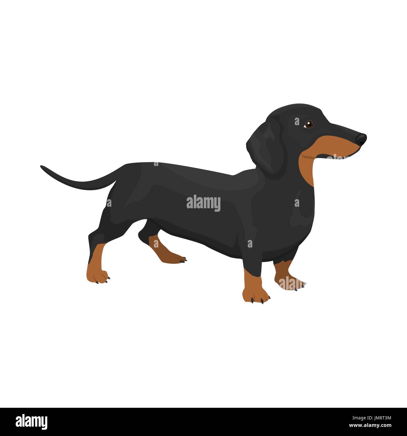 Detail Dachshund Vector Image Nomer 20