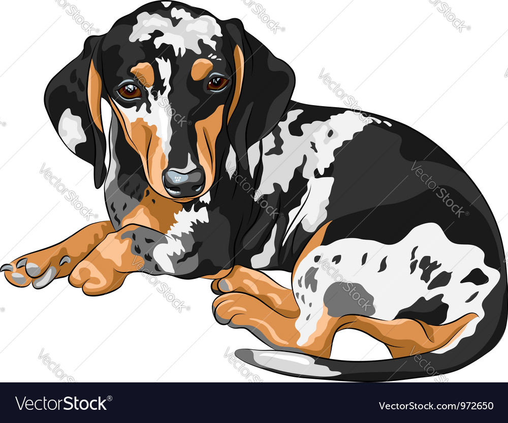 Detail Dachshund Vector Image Nomer 24