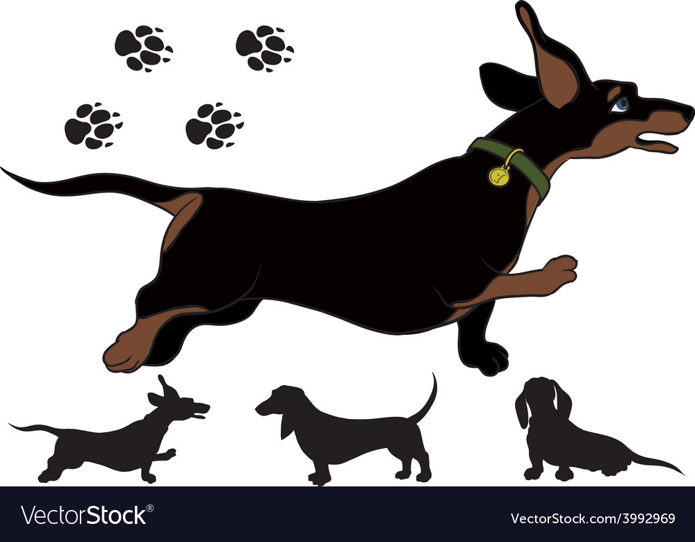 Detail Dachshund Vector Image Nomer 30