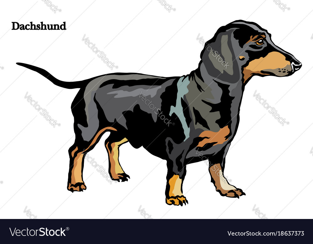 Detail Dachshund Vector Image Nomer 34