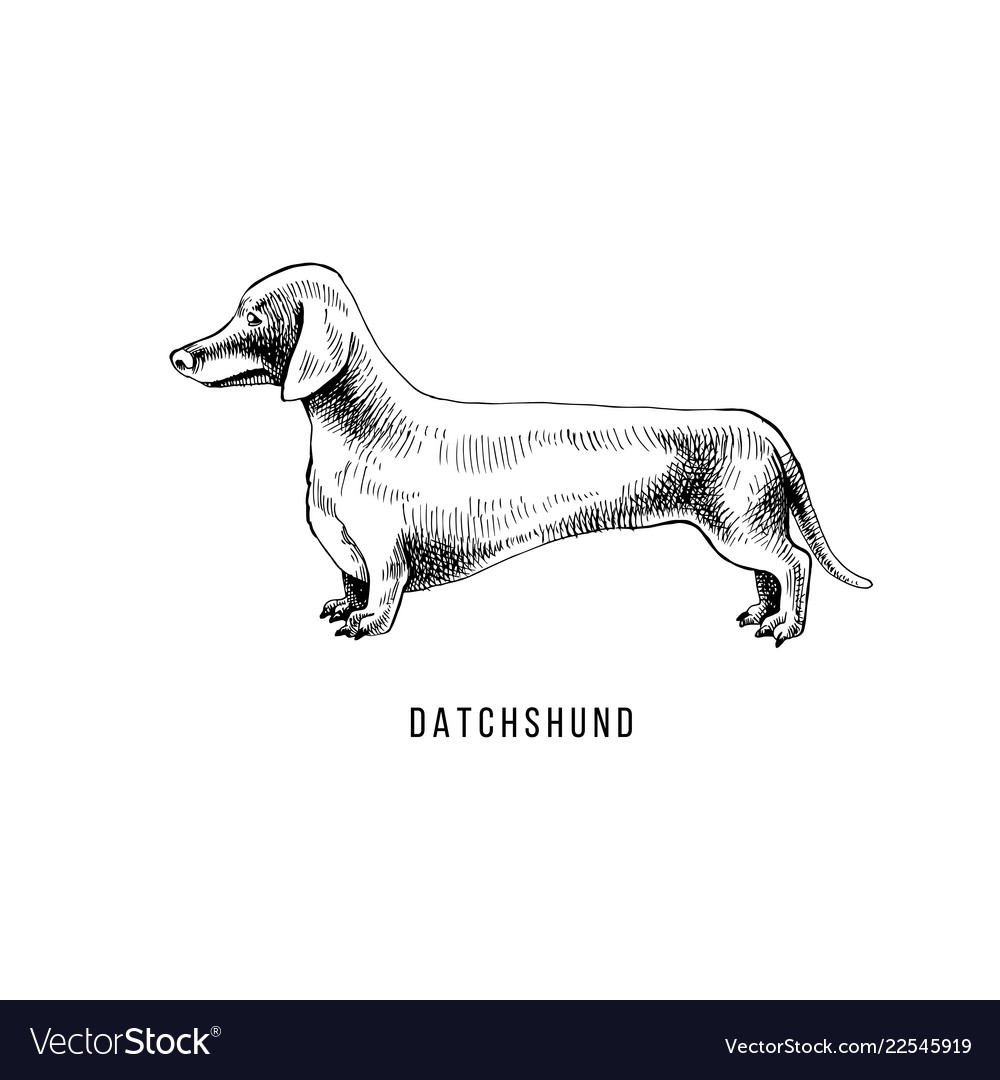 Detail Dachshund Vector Image Nomer 35