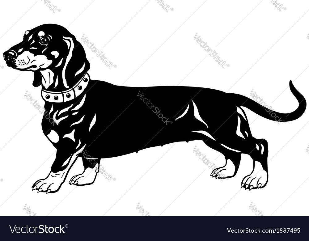 Detail Dachshund Vector Image Nomer 36