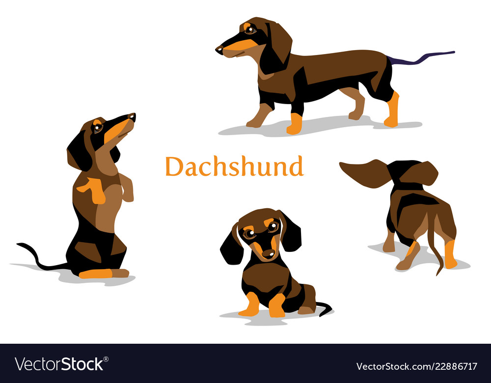 Detail Dachshund Vector Image Nomer 37