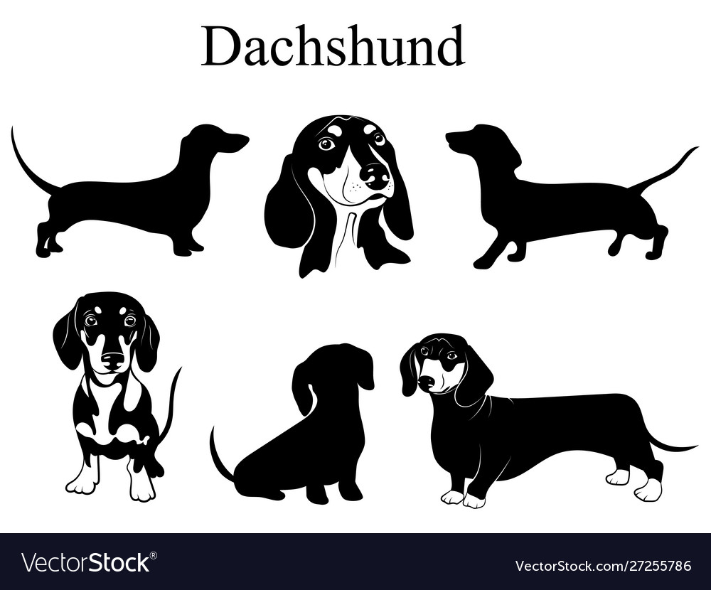 Detail Dachshund Vector Image Nomer 5