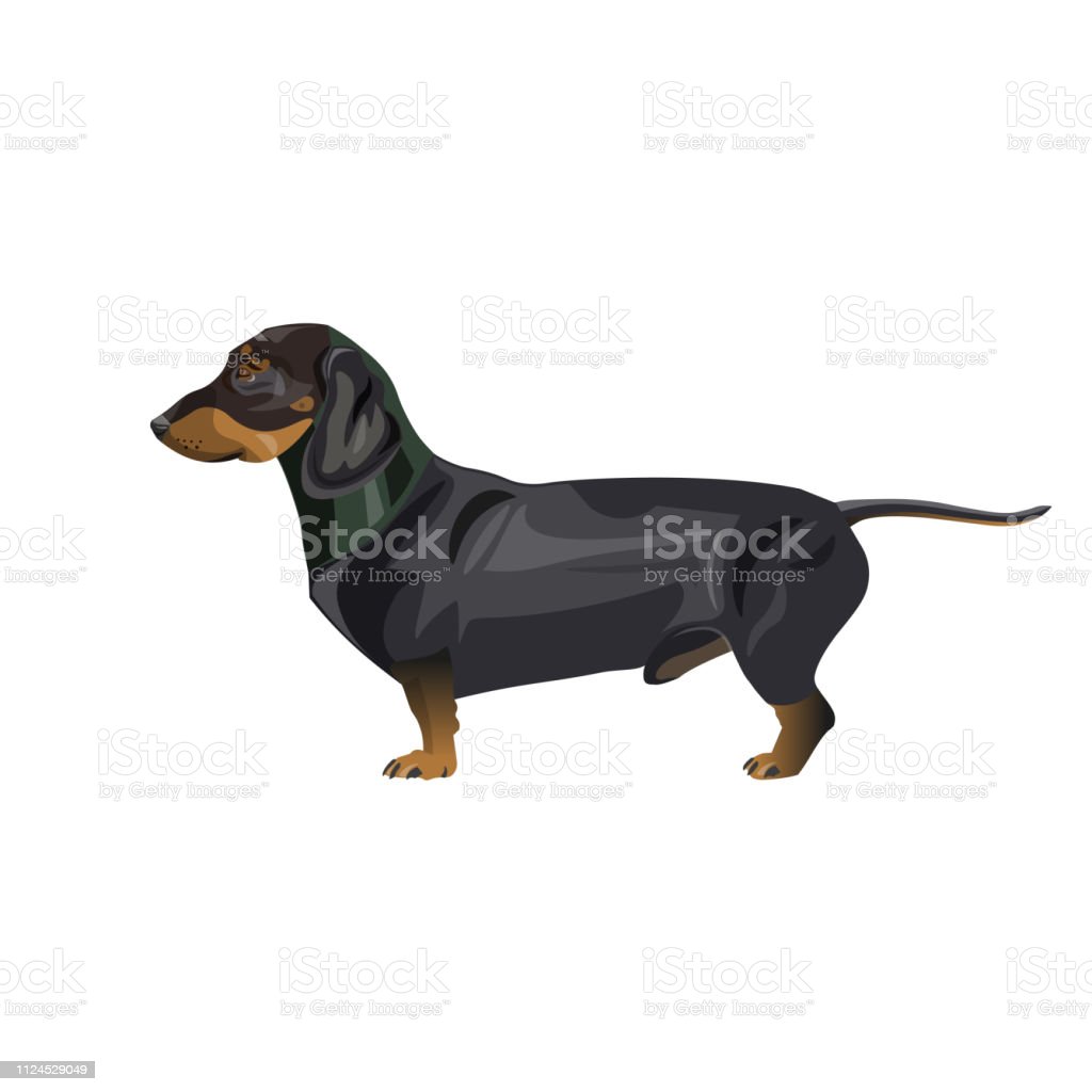 Detail Dachshund Vector Image Nomer 41