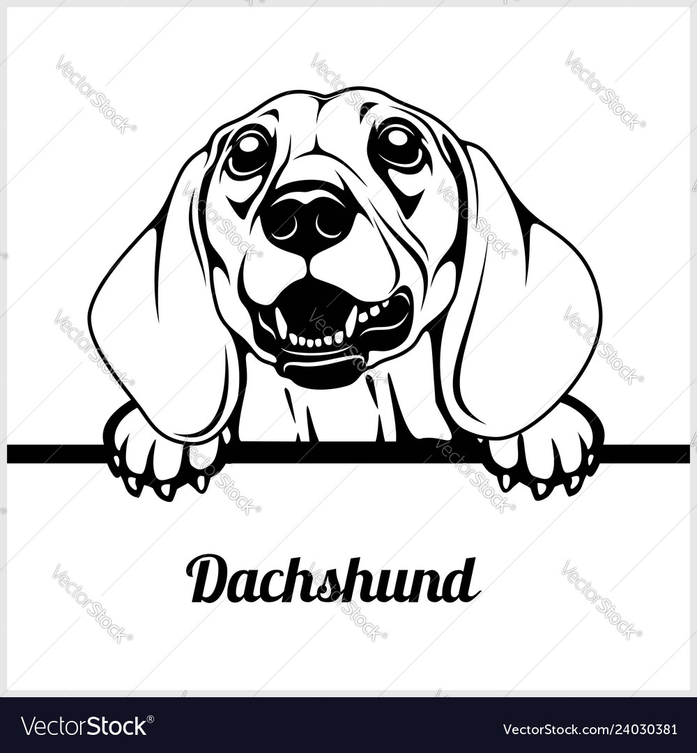 Detail Dachshund Vector Image Nomer 43