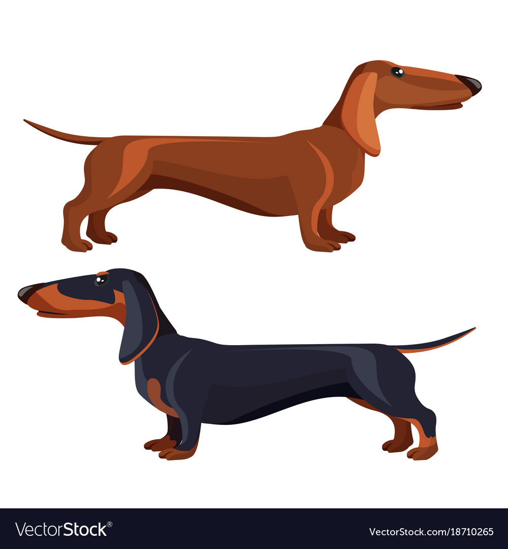 Detail Dachshund Vector Image Nomer 44