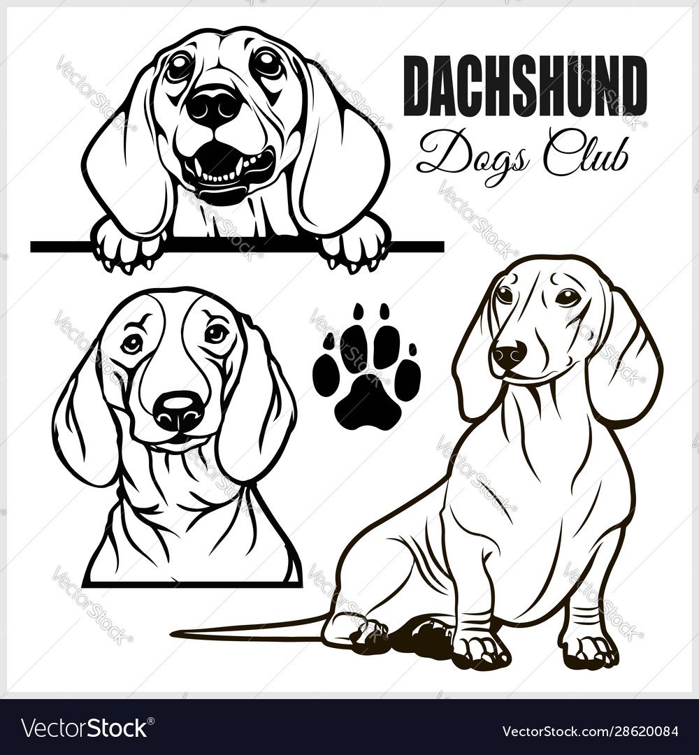 Detail Dachshund Vector Image Nomer 47