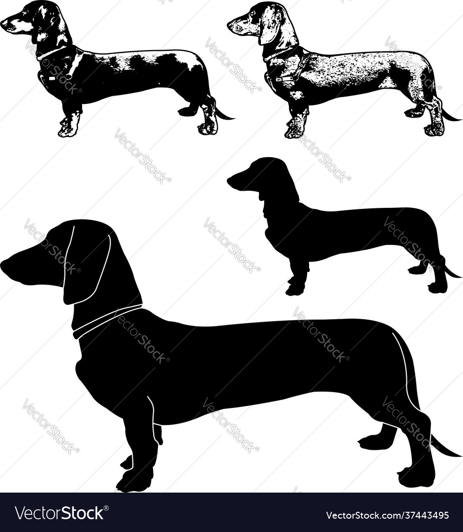 Detail Dachshund Vector Image Nomer 48